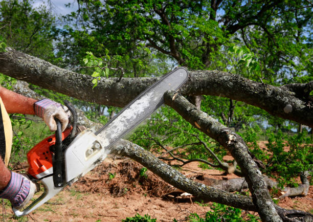 Large Tree Removal in Fort Clark Springs, TX